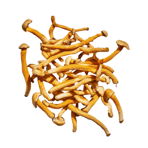 cordyceps_mushrooms