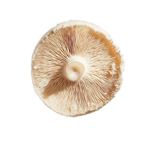 lions_mane_1